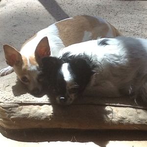 Meet your Posher, Dawn